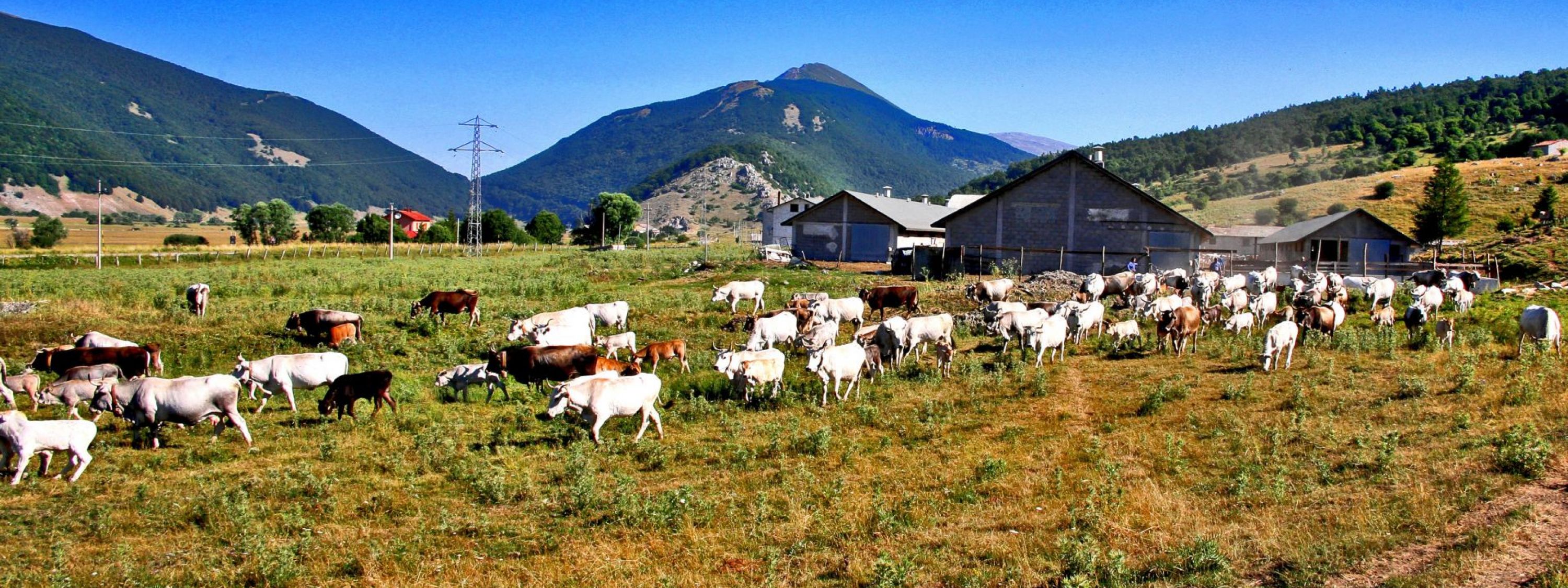 Cooperativa Agricolă „Valea Amaradiei-Catalonia”