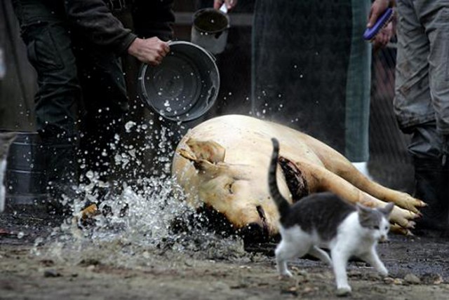 21 DECEMBRIE – SACRIFICAREA PORCULUI