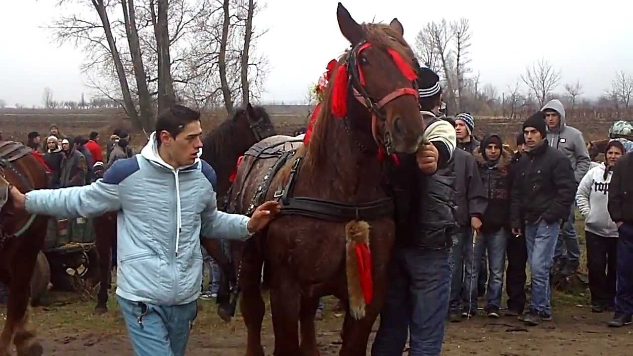 3 IANUARIE – INCURAREA CAILOR