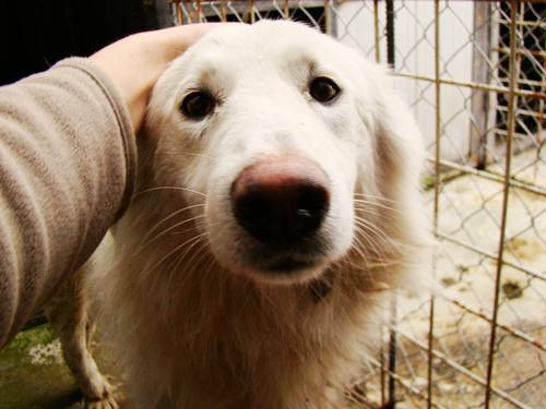 Concurs pentru sefia Ecarisajului din Slatina
