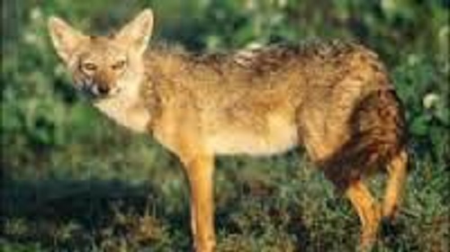 Șacali în Deltă (audio)