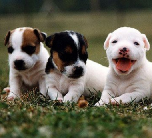 Târg de adopții la adăpostul canin Breasta