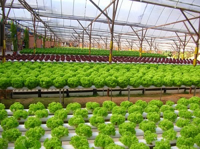 Salata verde este de 3 ori mai nocivă decat baconul