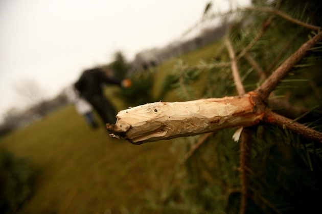 Pomi de Crăciun confiscaţi