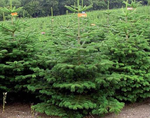 Activităţi de prevenire şi combatere a delictelor silvice