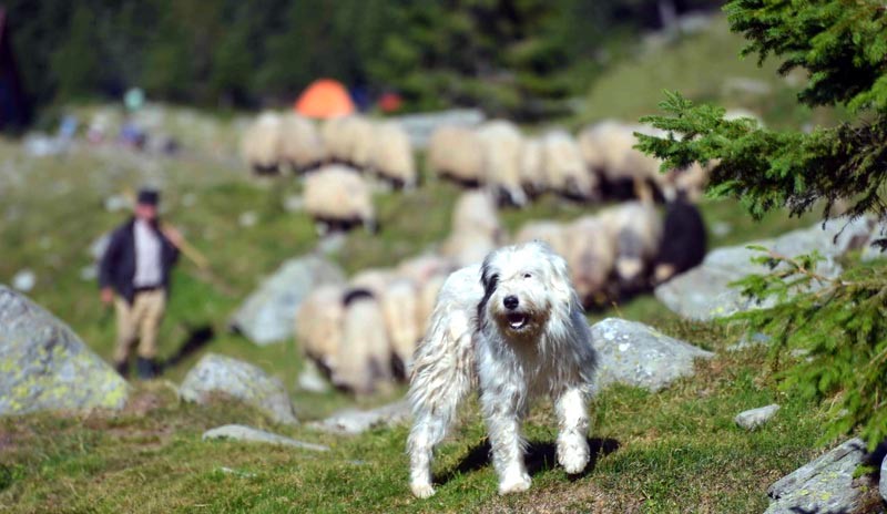 Solutie pentru modificarea Legii vanatorii