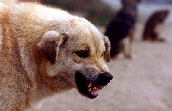 Copil din Arges, muscat de caine!