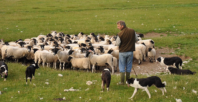 Legea vanatorii, modificata prin ordonanta de urgenta