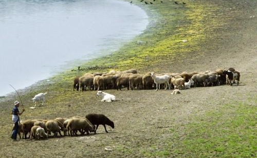 Sprijin pentru oieri (audio)