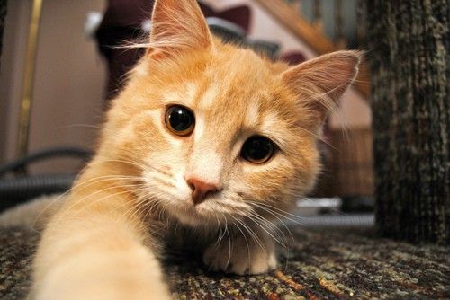 VIDEO | Animalele de companie pot cauza aparitia bolilor de piele!