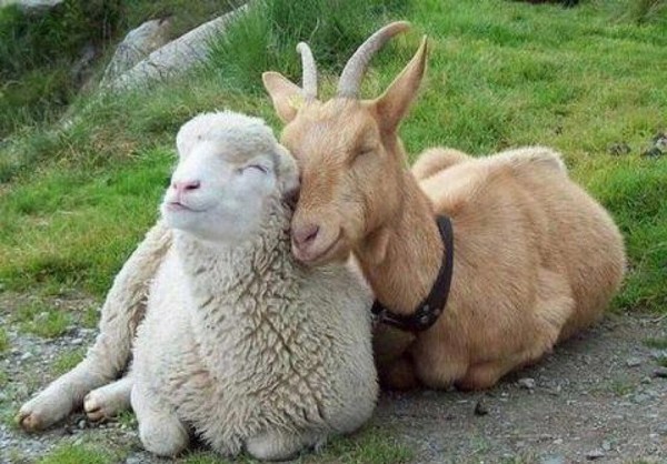 APIA: Adeverinte pentru credite