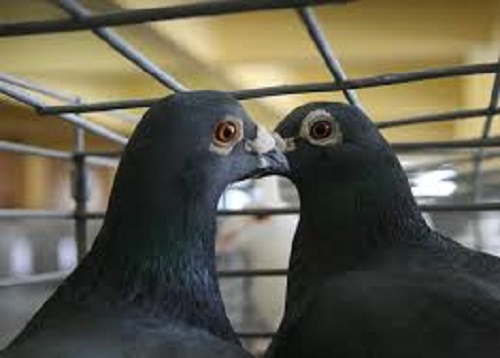 Expoziție de păsări și animale mici de rasă