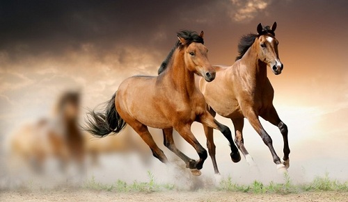 Teste pentru anemia infecțioasă