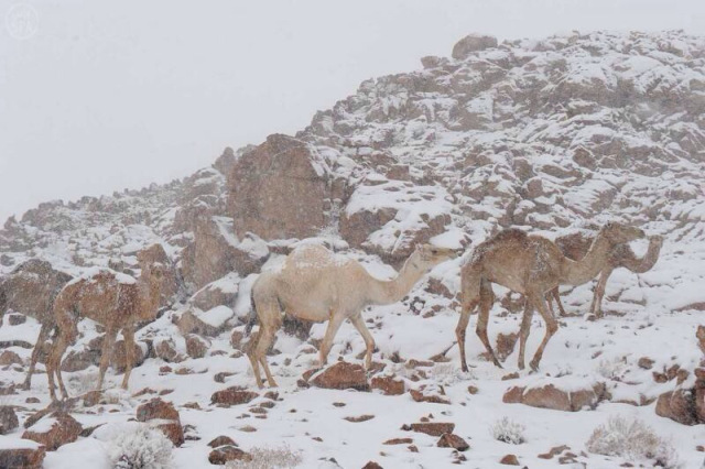 A nins peste sfinxul egiptean!