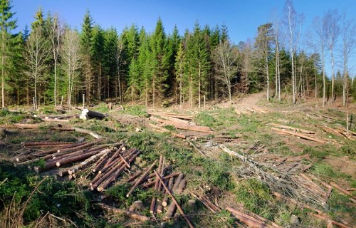 Numărul angajaţilor de la Gărzile Forestiere va creşte (audio)