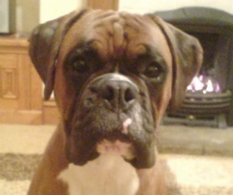 Si-au clonat cainele si au cheltuit aproape 70.000 de lire!