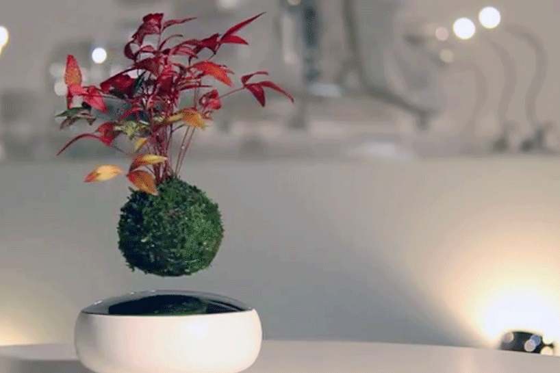 Floating Bonsai este un bonsai care pluteste pe un camp magnetic