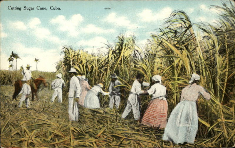 Zaharul, bunul de lux care a incurajat sclavia