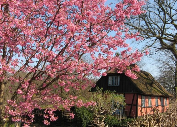 10 MARTIE – MOSII CEI BLANZI