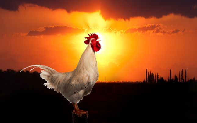 12 FEBRUARIE – CANTATUL COCOSILOR