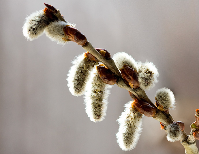 21 FEBRUARIE – DRAGOBETII, CULESUL RITUAL AL FLORILOR DRAGOSTEI