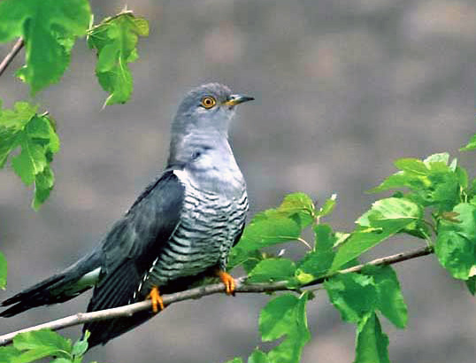 25 MARTIE – BLAGOVESTENIILE – ZIUA CUCULUI