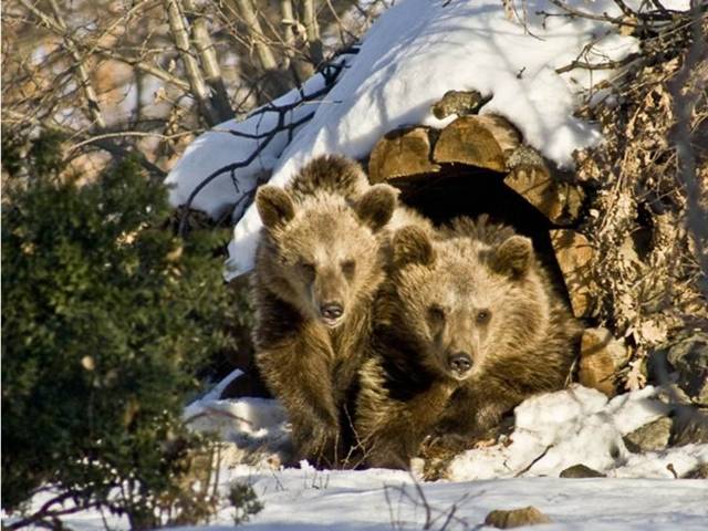 3 FEBRUARIE – MARTINII DE IARNA