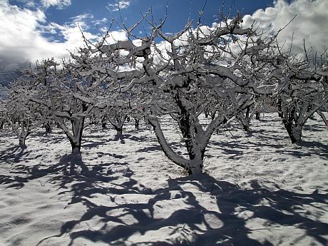 6 FEBRUARIE – ANUL NOU POMIVITICOL