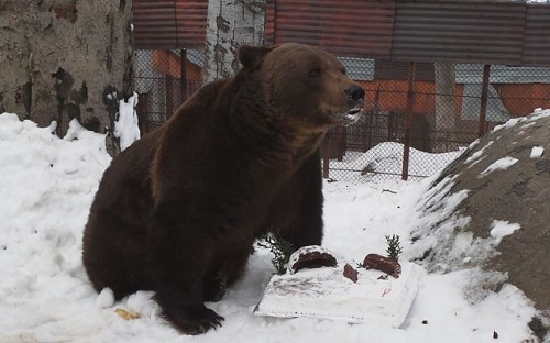 Aniversarea ursului Baloo, la Straja