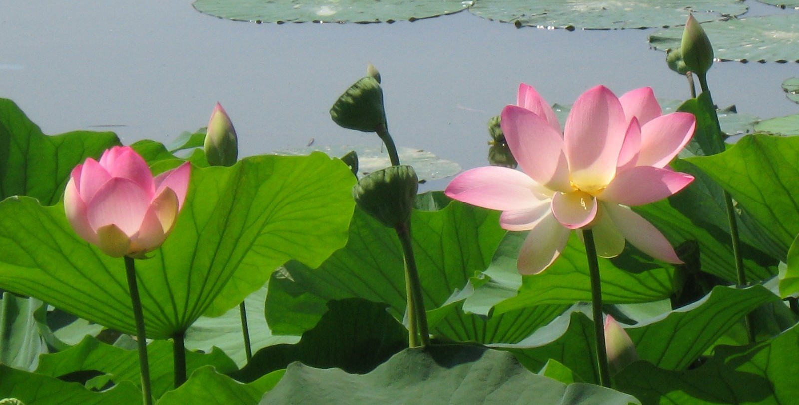 Cum ne îngrașă aerul pe care îl respirăm