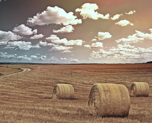 Pretul scazut al cerealelor ingrijoreaza mehedintenii