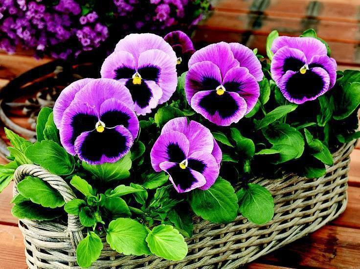 La Tg. Jiu, cele mai frumoase flori sunt panselutele!