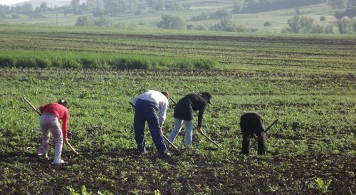 Fonduri întârziate pentru agricultori (audio)