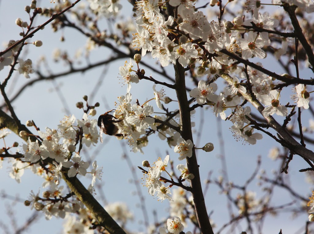 METEO: Primavara incepe din februarie!