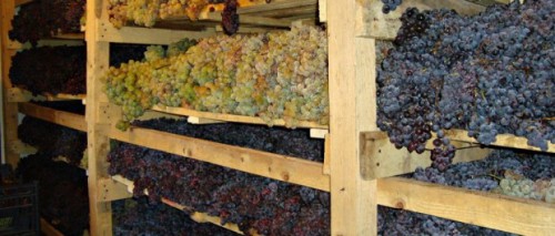 Comuna Tătaru, locul unde strugurii stau proaspeți un an de zile