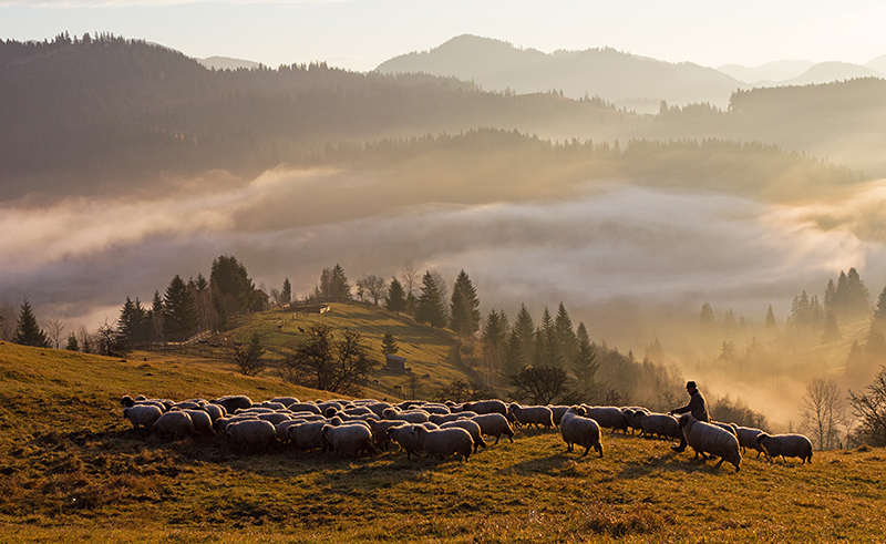 Muzeu al transhumantei la Valcea