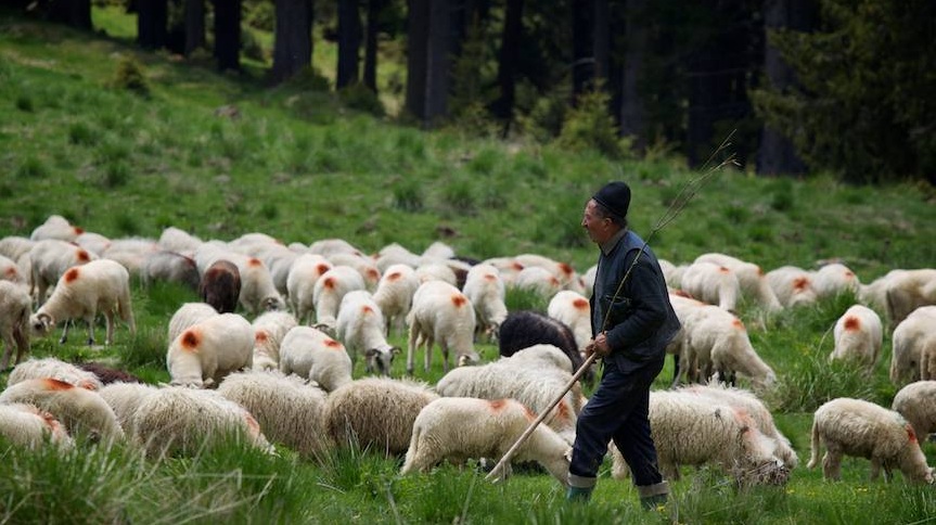 Oierilor nu li s-au rezolvat revendicarile