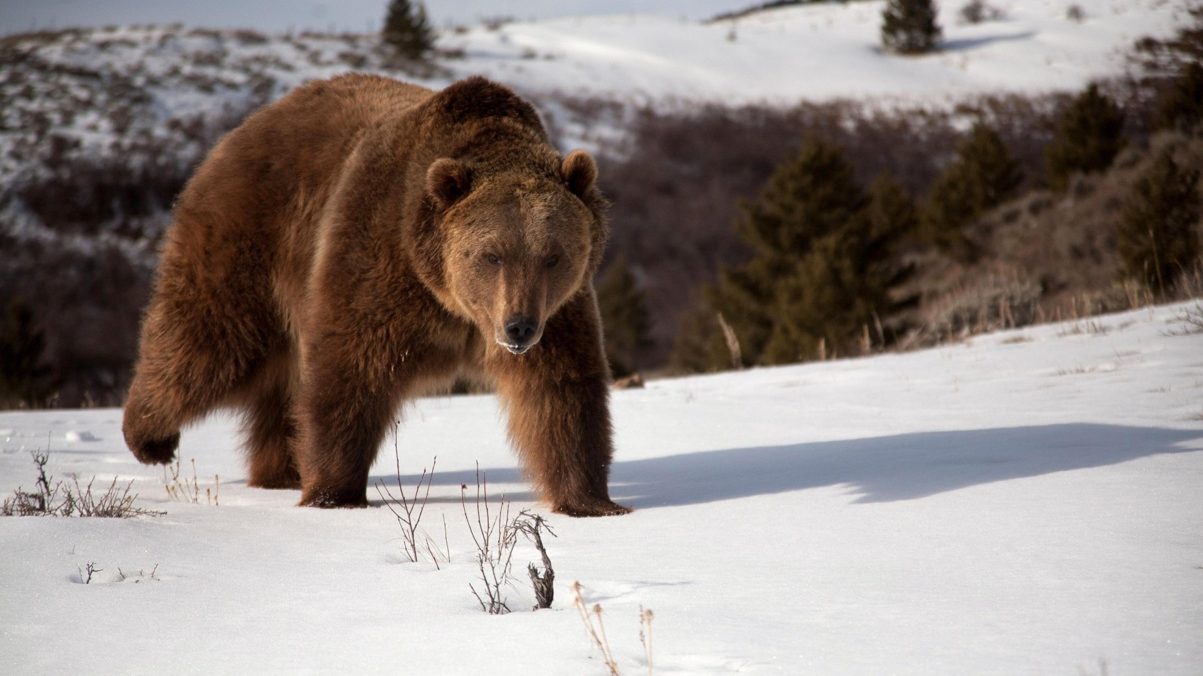 2 februarie: Întâmpinarea Domnului