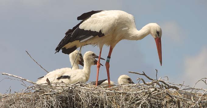 11 APRILIE – BARZA