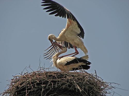 12 APRILIE – DE CE N-ARE BARZA LIMBA