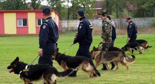 La Bucureşti au fost premiaţi câinii poliţişti (audio)