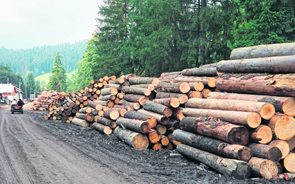 Prefectului de Gorj nu pare să-i pese de păduri