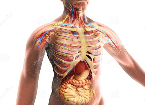 Ce nu știai despre corpul uman