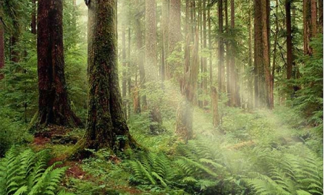 Incepe „Luna Pădurii”