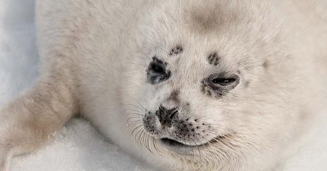 Ziua Mondială de Luptă împotriva Vânării Focilor