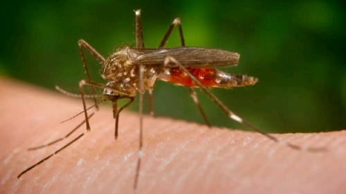 Risc de apariţie a virusului Zika