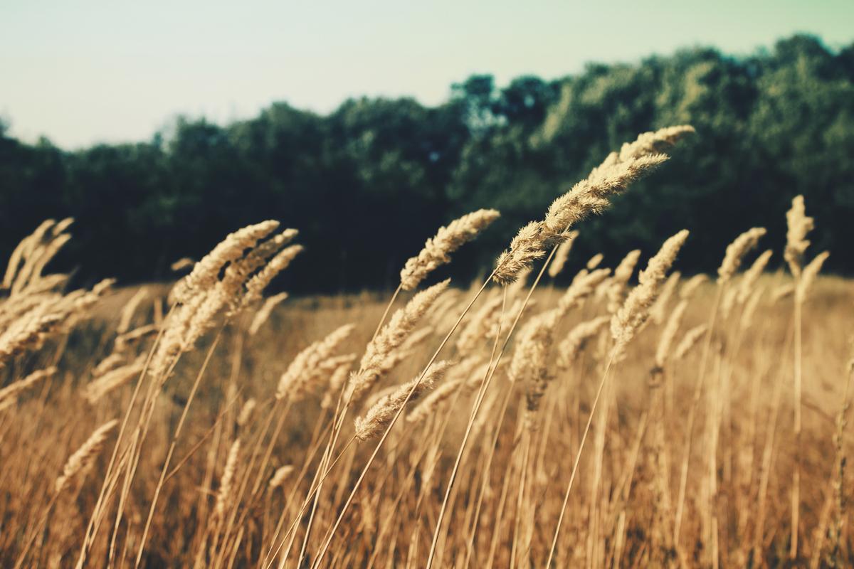 15 APRILIE – RODUL GRAULUI