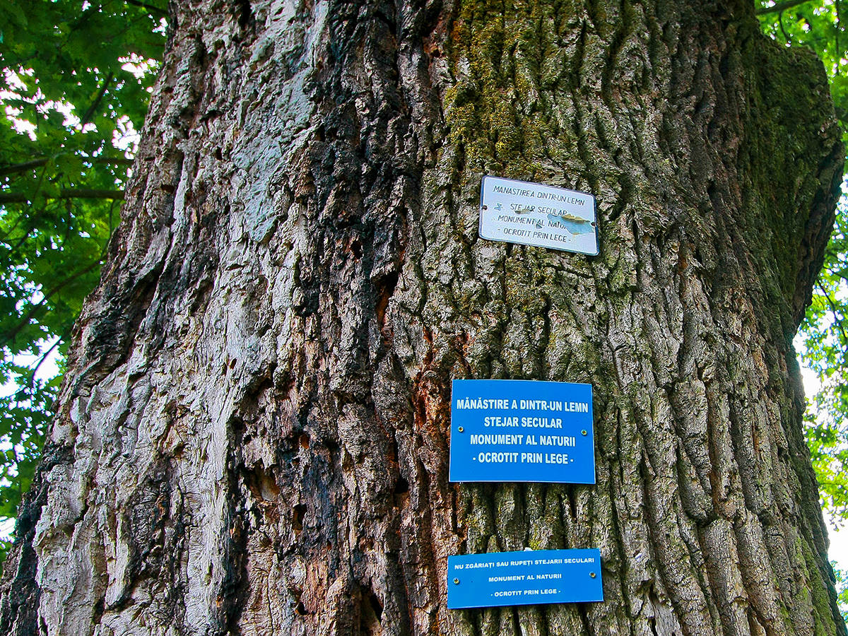 17 APRILIE – STEJARII SECULARI IZVORITORI DE MIR