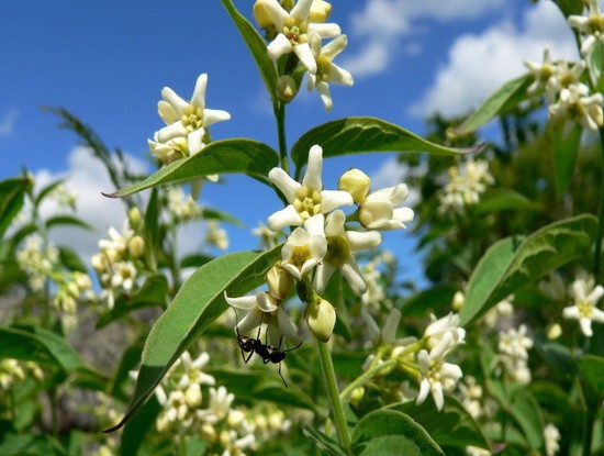 19 APRILIE – IARBA FIARELOR