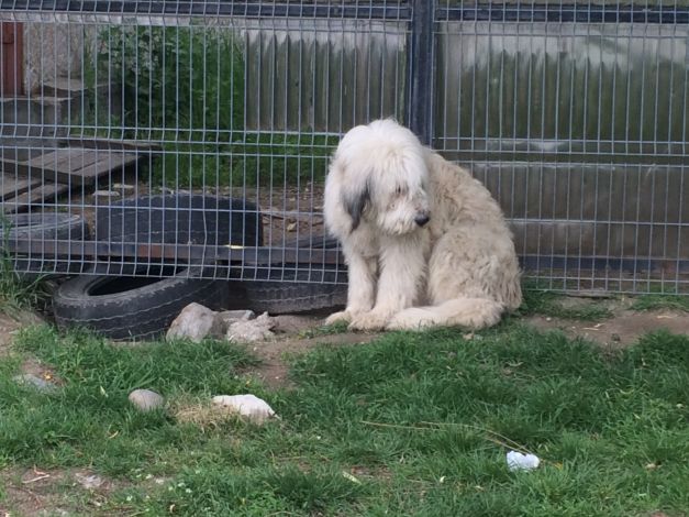 Dolj: cainele care isi asteapta stapanul mort de 5 ani